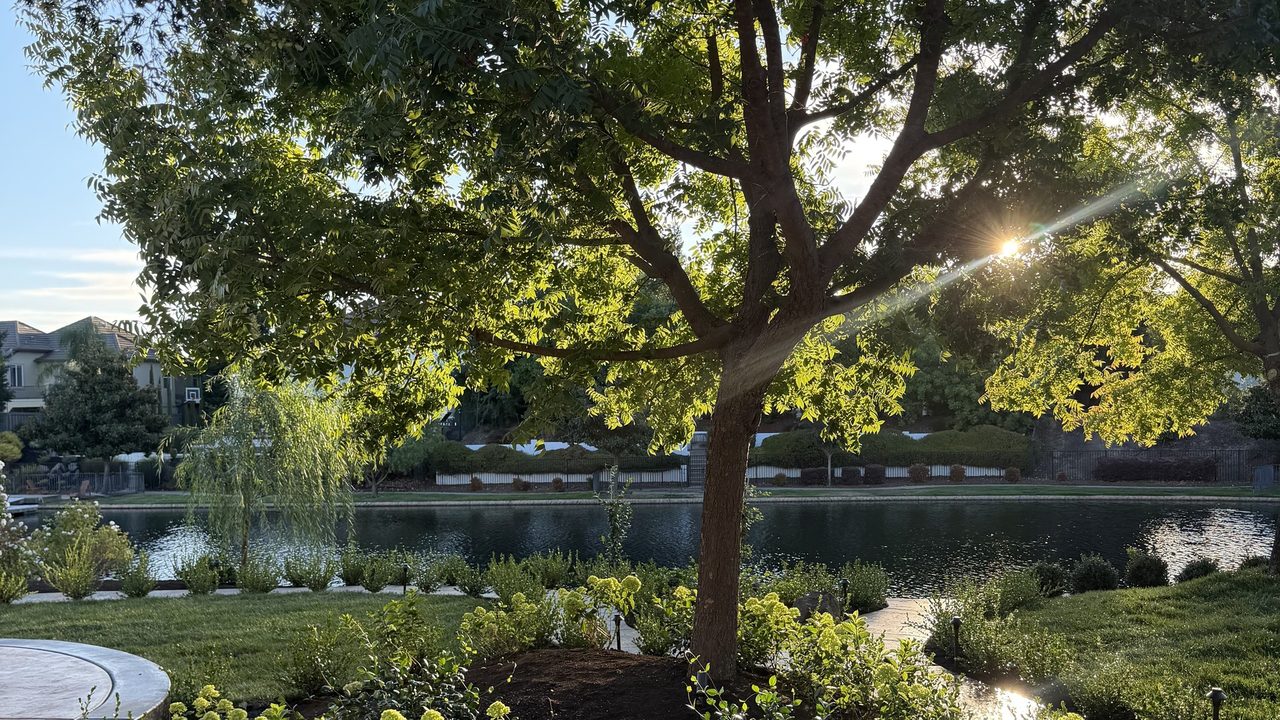 A finished lakefront backyard at golden hour — a mature shade tree over a curved hydrangea bed with path lighting, stamped concrete patio, cut lawn and the water beyond